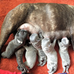 Mazy is a great mother