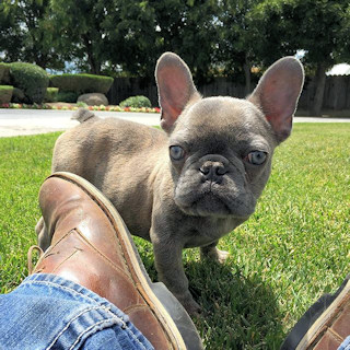 Bat eared and proud of it 