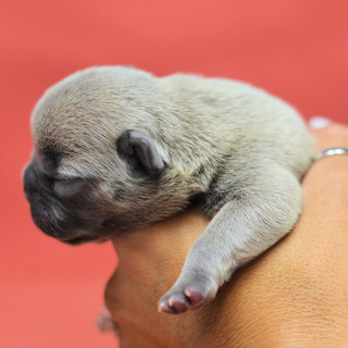 More Frenchie puppies