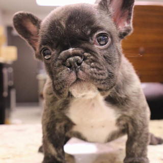 A frenchie puppy is love