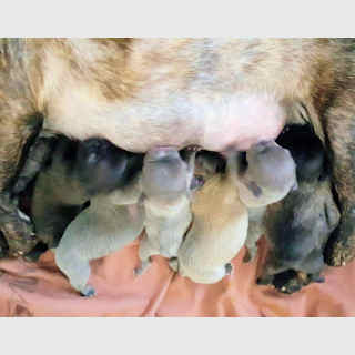 Frenchies are good mothers