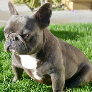 I'm not stubborn I'm dignified