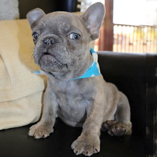 A frenchie puppy is love